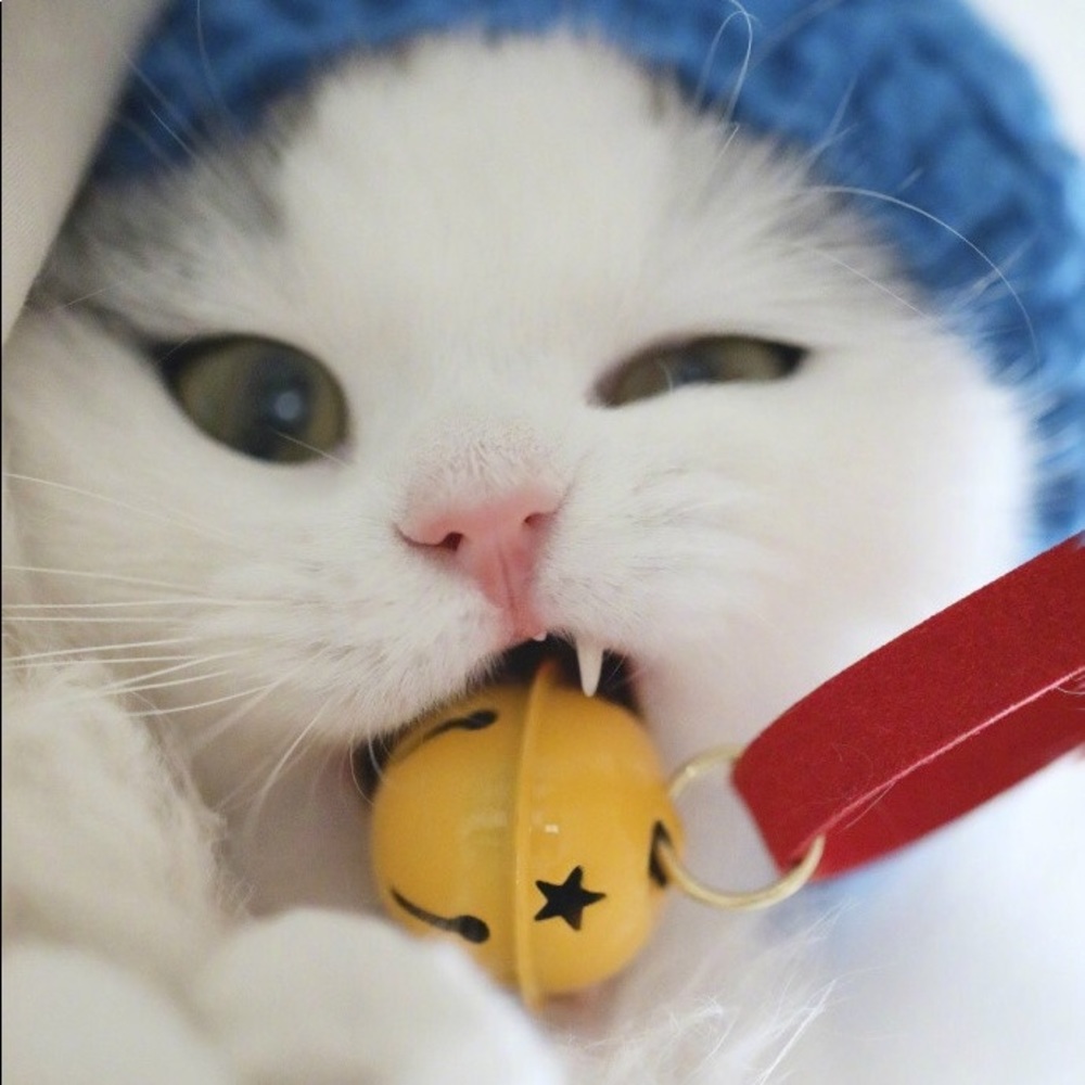 Meet your Posher, Janice